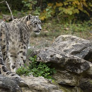 Snow leopard (Panthera uncia)