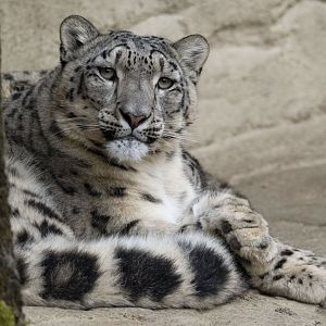 Snow leopard (Panthera uncia)