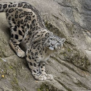 Snow leopard (Panthera uncia)