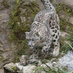 Snow leopard (Panthera uncia)