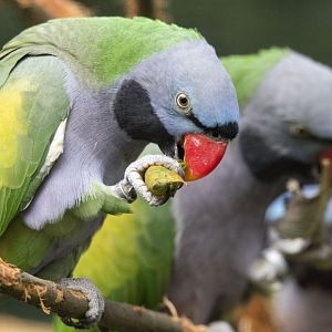 Derbyan parakeet (Psittacula derbiana)