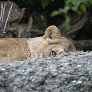Asiatic lion (Panthera leo persica)