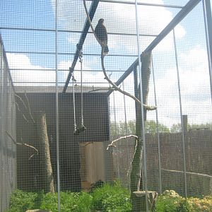 Odsherred Zoo - Hawk aviary