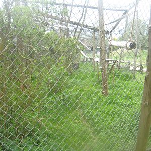 Odsherred Zoo - Grivet exhibit