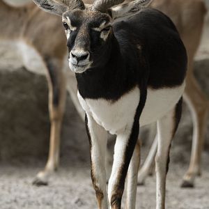 Blackbuck (Antilope cervicapra)