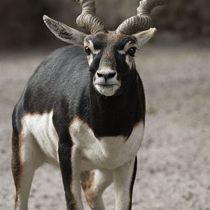 Blackbuck (Antilope cervicapra)