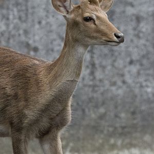 Myanmar thamin (Panolia eldii thamin)