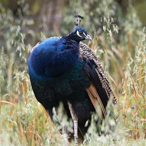 Indian peafowl (Pavo cristatus)