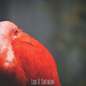 scarlet ibis