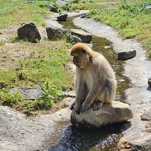 Barbary macaque