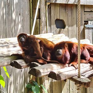 Red howler monkeys