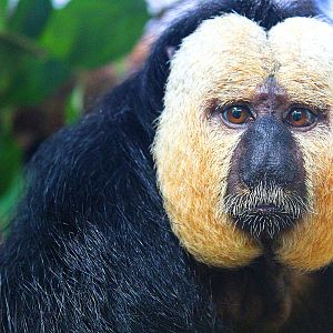 White-faced Saki
