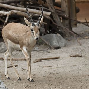 Persian gazelle (Gazella subgutturosa subgutturosa)