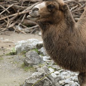 Bactrian camel (Camelus ferus f. bactrianus)