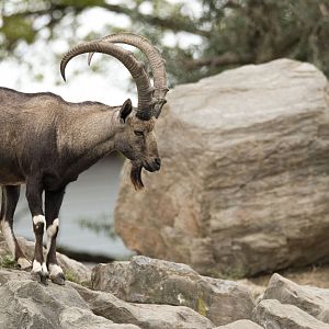 Nubian ibex (Capra nubiana)