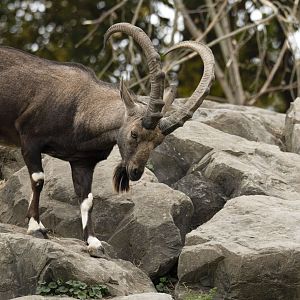 Nubian ibex (Capra nubiana)