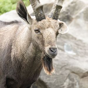 Nubian ibex (Capra nubiana)