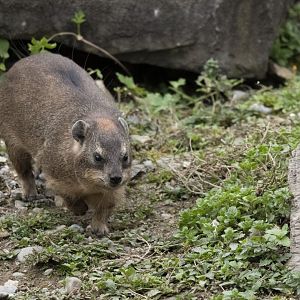 Cape hyrax (Procavia capensis capensis)