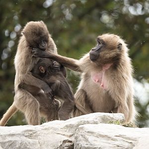 Gelada (Theropithecus gelada)