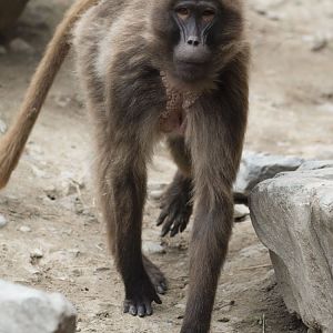 Gelada (Theropithecus gelada)