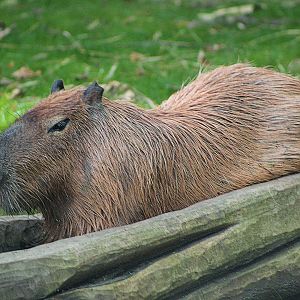 Capybara - Rivers Edge