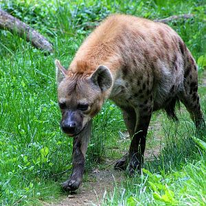Spotted Hyena - Rivers Edge