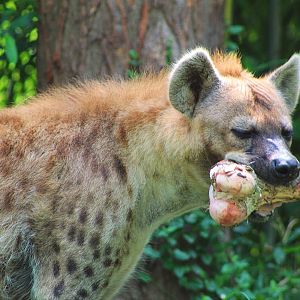Spotted Hyena - Rivers Edge