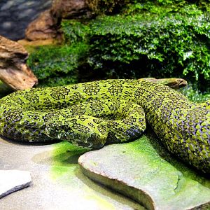 Manshang Pit Viper - Herpetarium