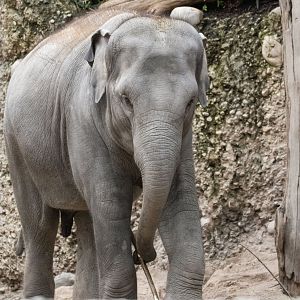 Asian elephant (Elephas maximus) "Ruwani"