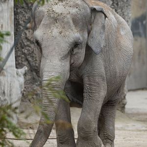 Asian elephant (Elephas maximus) "Ceyla Himali"