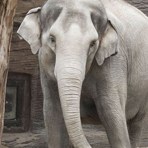 Asian elephant (Elephas maximus) "Farha"