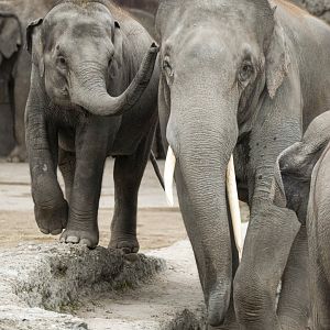 Asian elephants (Elephas maximus) "Ruwani" and "Thai"