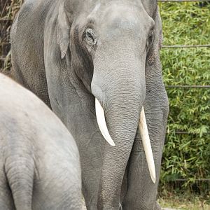 Asian elephants (Elephas maximus) "Thai"