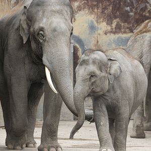 Asian elephants (Elephas maximus) "Ruwani" and "Thai"