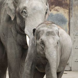 Asian elephants (Elephas maximus) "Ruwani" and "Thai"