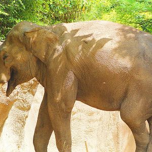 Bull Asian Elephant "Raja" - Rivers Edge