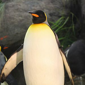 King Penguin - Penguin and Puffin Coast