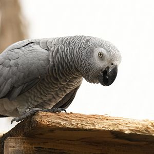 Congo grey parrot (Psittacus erithacus erithacus)