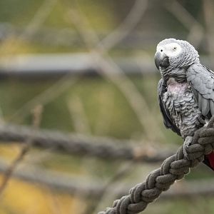 Congo grey parrot (Psittacus erithacus erithacus)