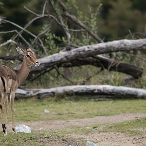 Common impala (Aepyceros melampus melampus)