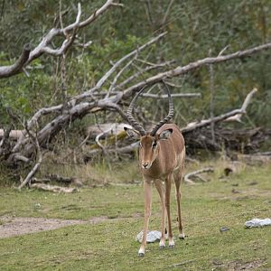 Common impala (Aepyceros melampus melampus)