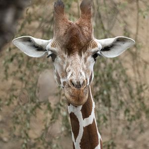 Reticulated giraffe (Giraffa camelopardalis reticulata)