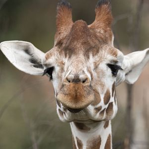 Reticulated giraffe (Giraffa camelopardalis reticulata)