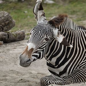 Grevy's zebra (Equus grevyi)