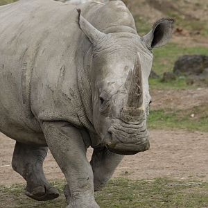 Southern white rhinoceros (Ceratotherium simum simum)