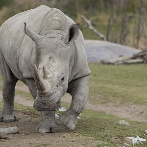 Southern white rhinoceros (Ceratotherium simum simum)