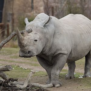 Southern white rhinoceros (Ceratotherium simum simum)