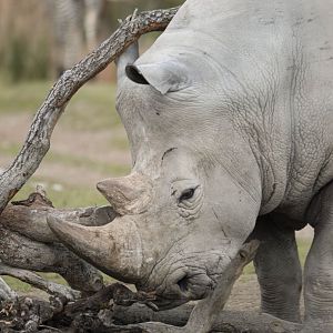 Southern white rhinoceros (Ceratotherium simum simum)