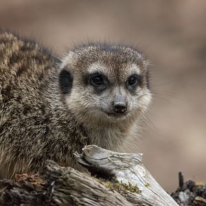 Meerkat (Suricata suricatta)