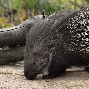 Crested porcupine (Hystrix cristata)
